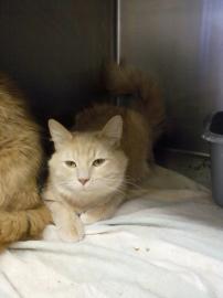 Simba@Petsmart