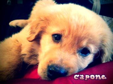 Capone