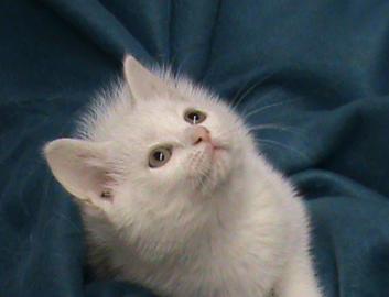 Snowey