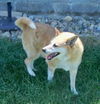 Buddy