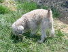 Brutus