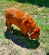Copper