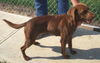 Hershey