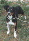 Brody
