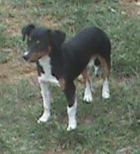 Brody
