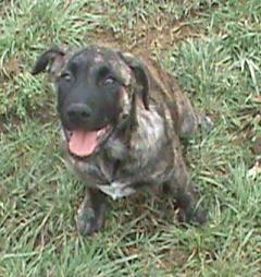 Holly