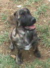 Holly