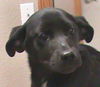 Heidi
