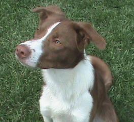 Dozer