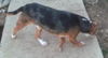 Bruno