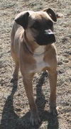 Otis
