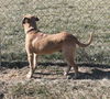 Otis