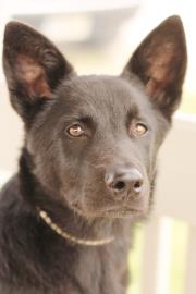 Blackie