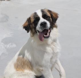Stella