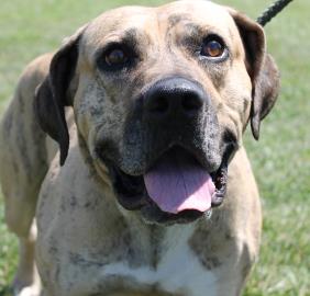 Dozer