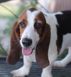 Buster