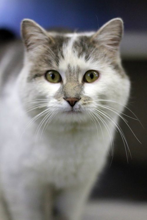 Smudge