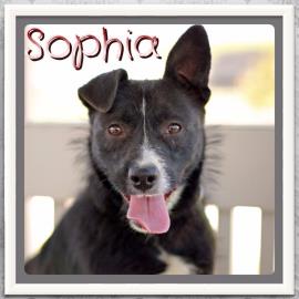 Sophia