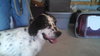 Brady