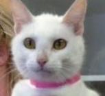 Snowball