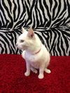 Snowball