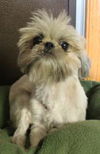 Libby