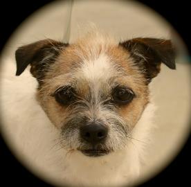 Benji