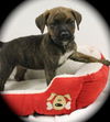 Dexter