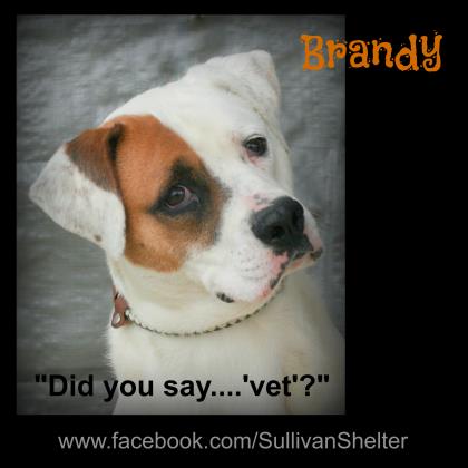 Brandy