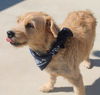Benji