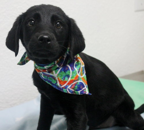 Cooper