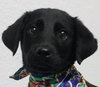 Cooper