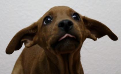 Dane