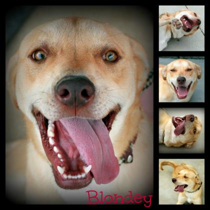 Blondey