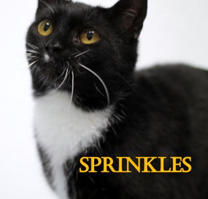 Sprinkles