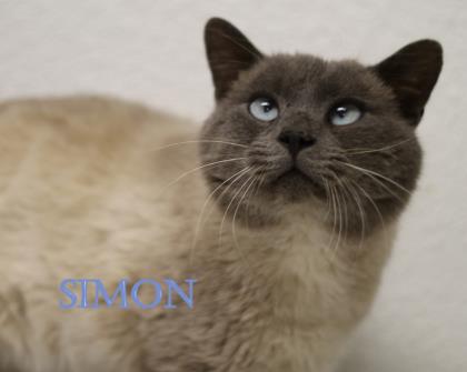 Simon