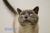 Simon