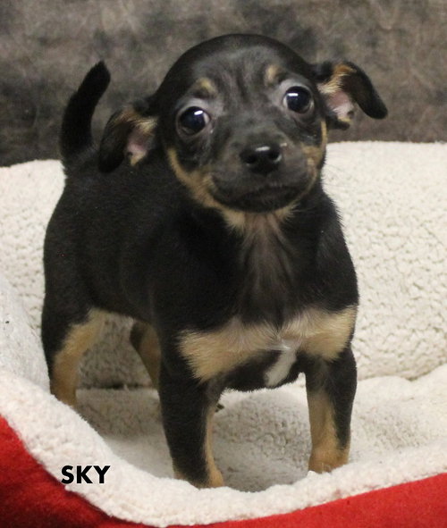 Sky