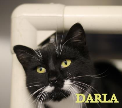 Darla