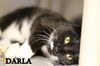 Darla
