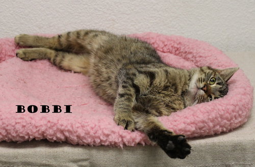 Bobbi
