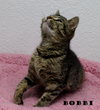 Bobbi