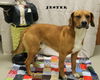 Jester