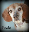 Rosie