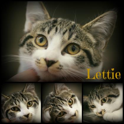 Lettie