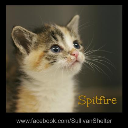 Spitfire