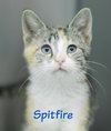 Spitfire