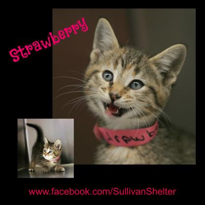 Strawberry