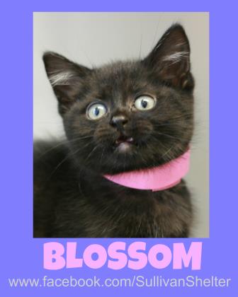 Blossom