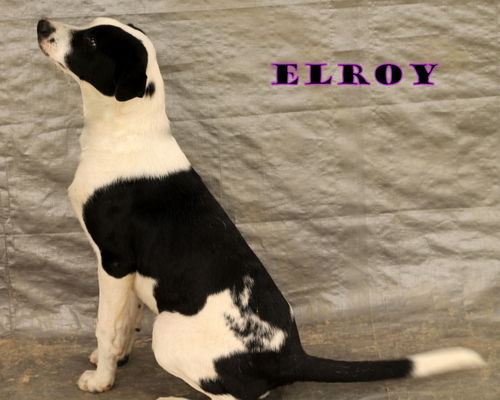 Elroy